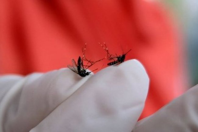 Sejak Awal Januari, DBD di Kota Pekanbaru Ada 11 Kasus