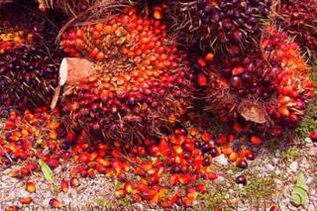 Harga TBS Kelapa Sawit di Riau Rp2.297,24 Per Kg