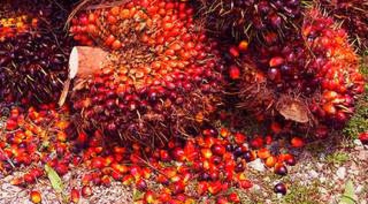 Harga TBS Kelapa Sawit di Riau Rp2.297,24 Per Kg