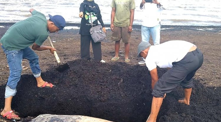 Seekor Duyung Ditemukan Mati di Pantai Dumai