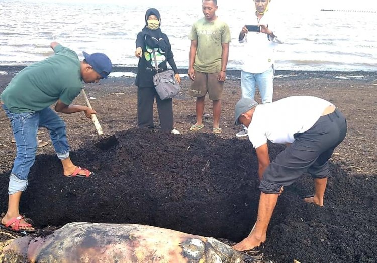 Seekor Duyung Ditemukan Mati di Pantai Dumai