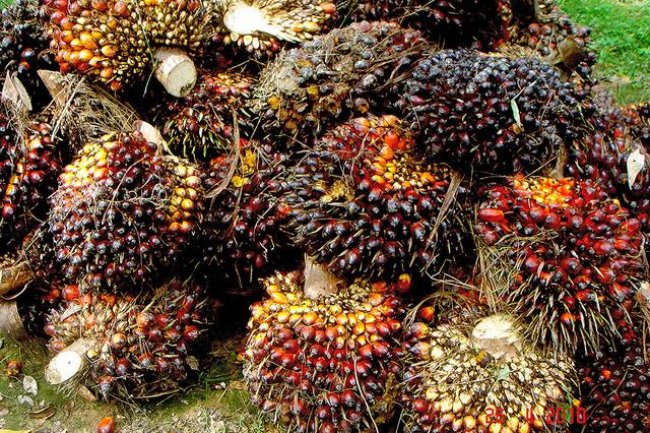 Ini Daftar Lengkap Harga TBS Sawit di Riau Sepekan Kedepan