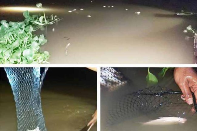 Ribuan Ikan Mati, Petinggi PT RAPP Pelalawan Mendadak Berkunjung