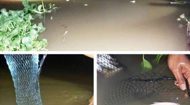 Ribuan Ikan Mati, Petinggi PT RAPP Pelalawan Mendadak Berkunjung