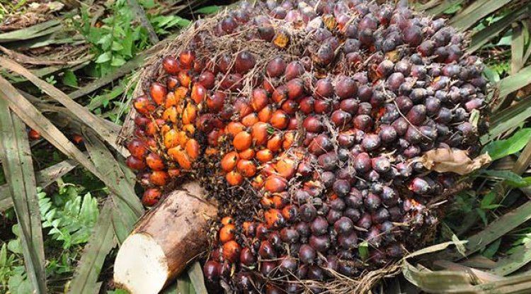 Harga TBS Kelapa Sawit di Riau Naik Lagi