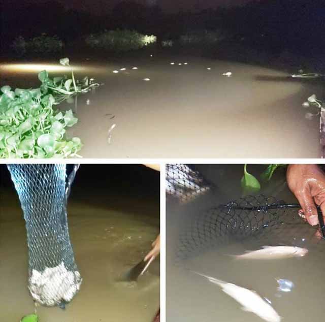 Ribuan Ikan Mati, Petinggi PT RAPP Pelalawan Mendadak Berkunjung