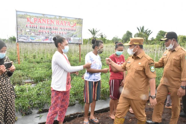 Panen Cabe Merah di Palkun, Wabup Dorong Hasil Tani Dipasarkan ke Pegawai