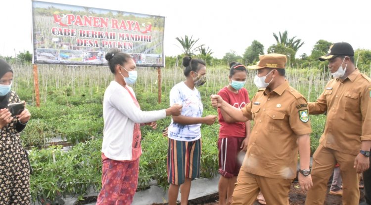 Panen Cabe Merah di Palkun, Wabup Dorong Hasil Tani Dipasarkan ke Pegawai