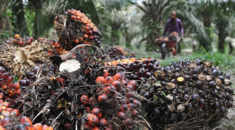 Berikut Ini Daftar Harga TBS Kelapa Sawit Riau Sepekan Kedepan