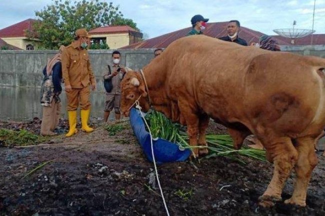 Sapi Kurban dari Presiden Jokowi di Riau di Rencanakan  Akan di Potong Hari Setelah Lebaran Idul Adha Tepatnya Pada Hari ke Dua 