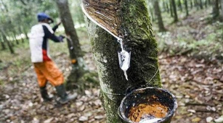 Harga Karet di Riau mengalami kenaikan, Berikut Daftar Harganya