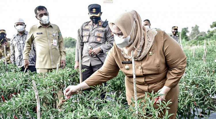 Bupati Kasmarni Panen Cabe Merah di Kampung Tangguh Dengan di Dampingi Kapolres