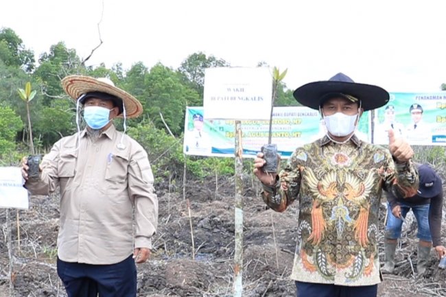 Program PEN Padat Karya Percepatan Rehabilitasi Mangrove di Apresiasi Pemkab Bengkalis