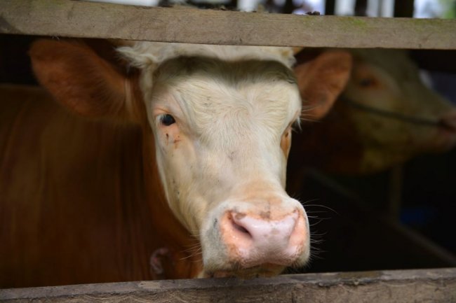 Pemprov Riau Bantu Masyarakat Subsidi Asuransi Sapi dan Kerbau