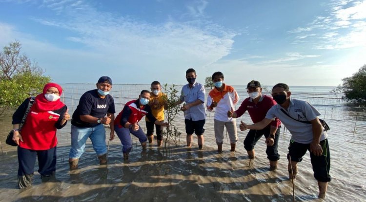 14 Ribu Bakau Ditanam di Bengkalis Riau  Di hantam Ombak Selat Malaka