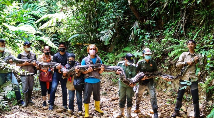 Begini Detik-detik BBKSDA Riau Lepasliar Ular Piton 9 Meter Ke Habitatnya 