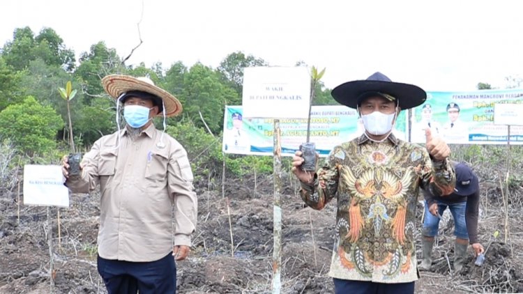 Program PEN Padat Karya Percepatan Rehabilitasi Mangrove di Apresiasi Pemkab Bengkalis