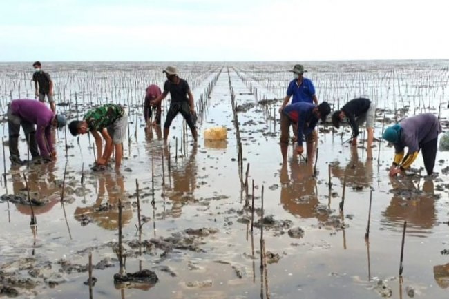 Puluhan Tahun Mengalami Ancaman Abrasi,Bengkalis Jadi Lokasi Prioritas PKPRM Mangrove