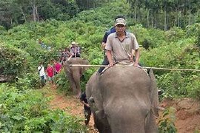 Tim BBKSDA Riau Giring Gajah Liar di Desa Karya Indah Kampar