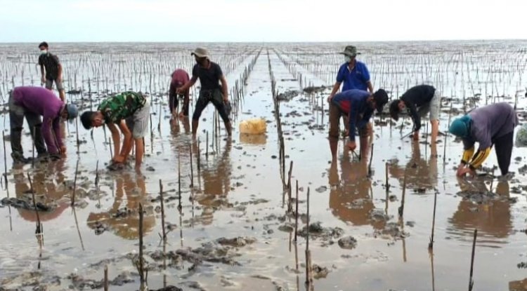 Puluhan Tahun Mengalami Ancaman Abrasi,Bengkalis Jadi Lokasi Prioritas PKPRM Mangrove