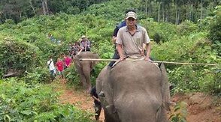 Tim BBKSDA Riau Giring Gajah Liar di Desa Karya Indah Kampar