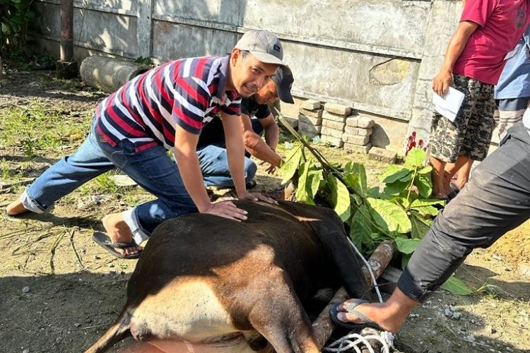 Penuh Kekeluargaan, Warga Perumahan Gesya Residence Sembelih 3 Ekor Sapi Kurban