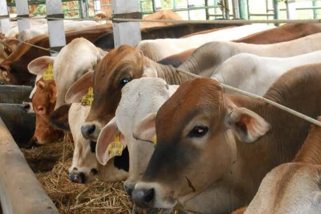 14 Ekor Hewan Korban Telah Terkumpul Oleh Pemko Kota Pekanbaru