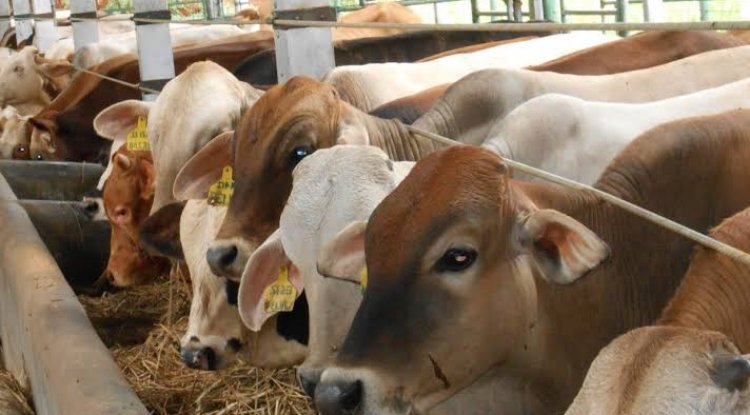 14 Ekor Hewan Korban Telah Terkumpul Oleh Pemko Kota Pekanbaru